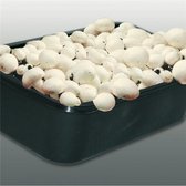 Kweekset witte champignons 3 L