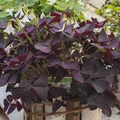 Geluksklaver - Oxalis triangularis | 10 stuks | Knol | Geschikt voor in Pot | winterhard | Wit | Bijzondere Zomerbloeier | 100% Bloeigarantie | QFB Gardening