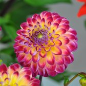 Dahlia Hapet Daydream | 1 stuk | Bal Dahlia | Knol | Snijbloem | Geel | Lila | Roze | Dahlia Knollen van Top Kwaliteit | 100% Bloeigarantie | QFB Gardening