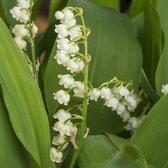 Lelietje-van-dalen - Convallaria majalis | 10 stuks | Geurende plant | tuinplant geurend | Wortelstok | Snijbloem | Geurend | verwilderend | Geschikt voor in Pot | winterhard | 100% Bloeigarantie | QFB Gardening